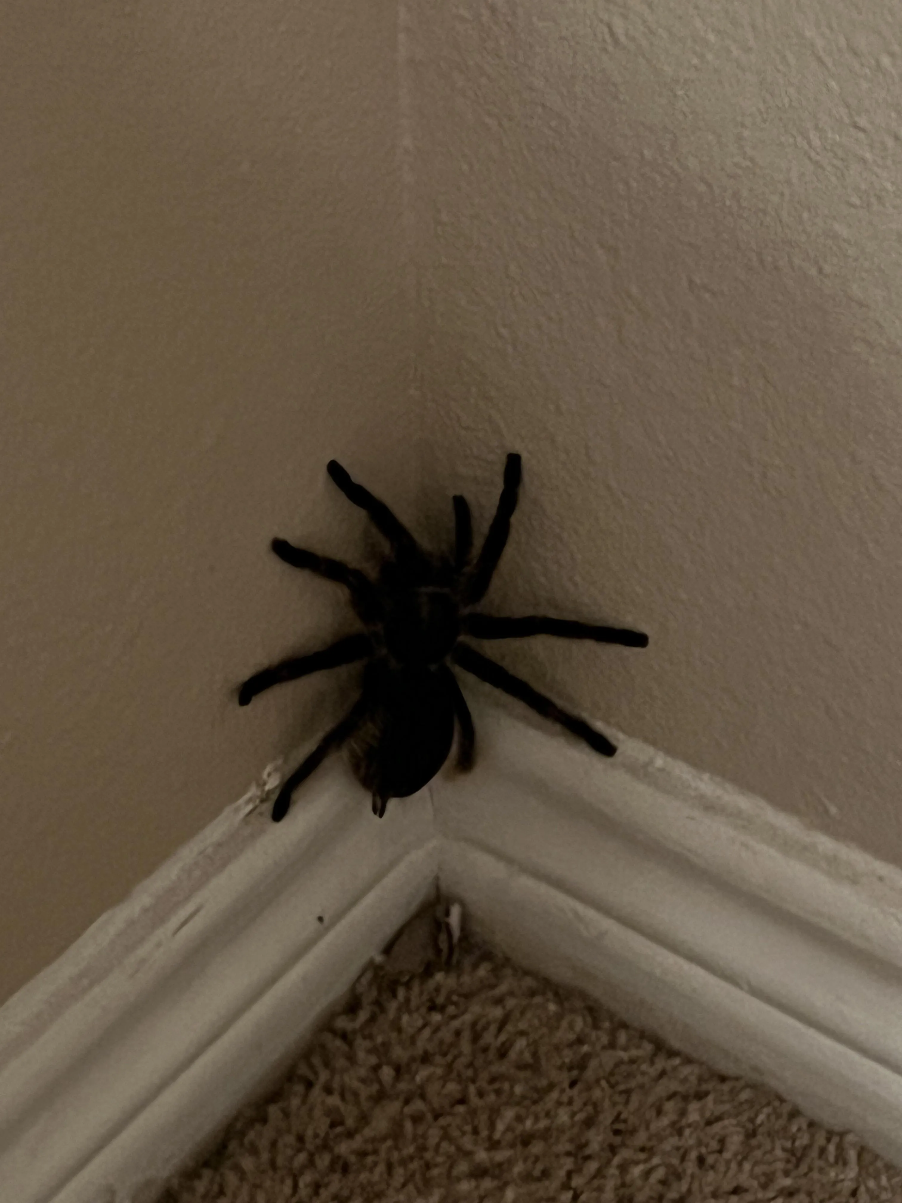 20877 tarantula molting