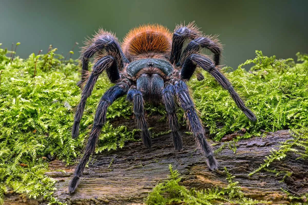 20879 tarantula dream intro