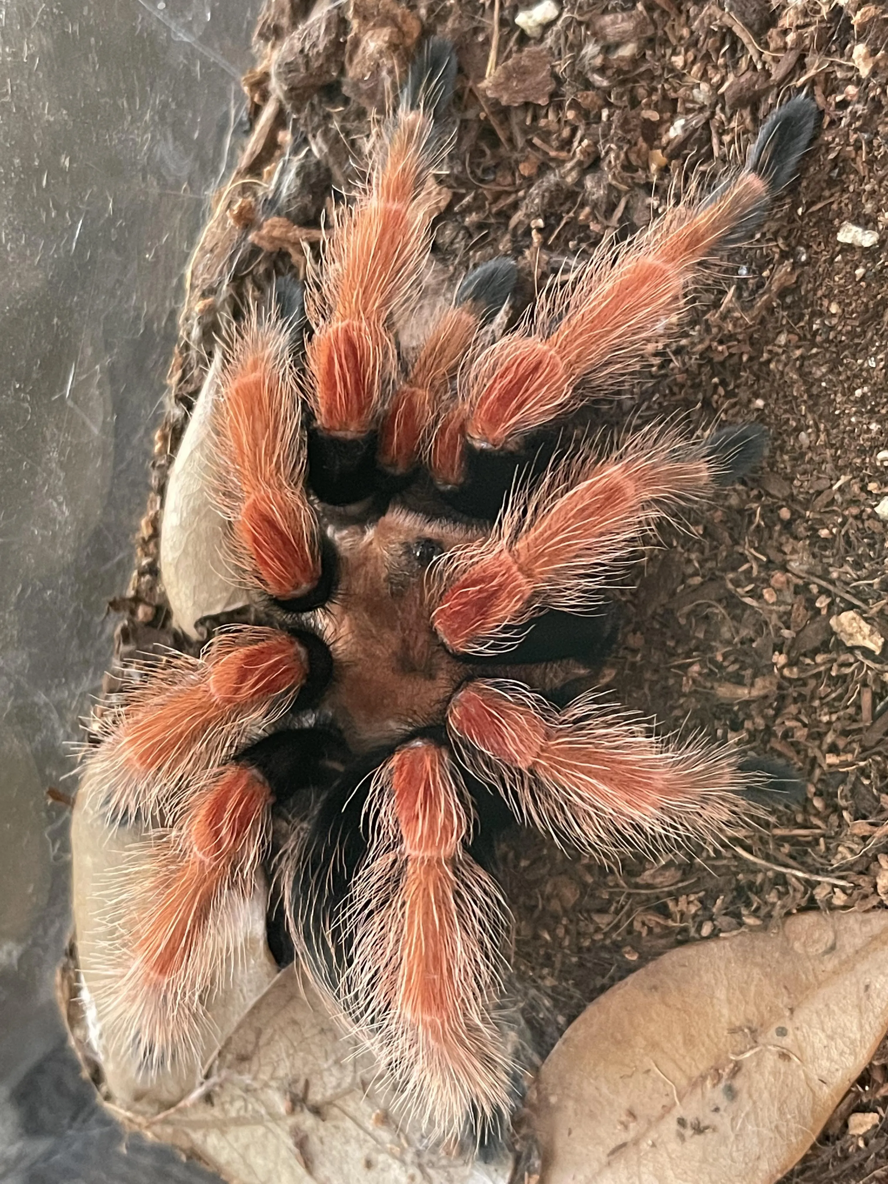 /img/20880-dead-tarantula.webp