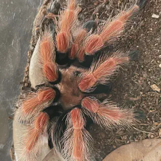 /img/20880-dead-tarantula.webp