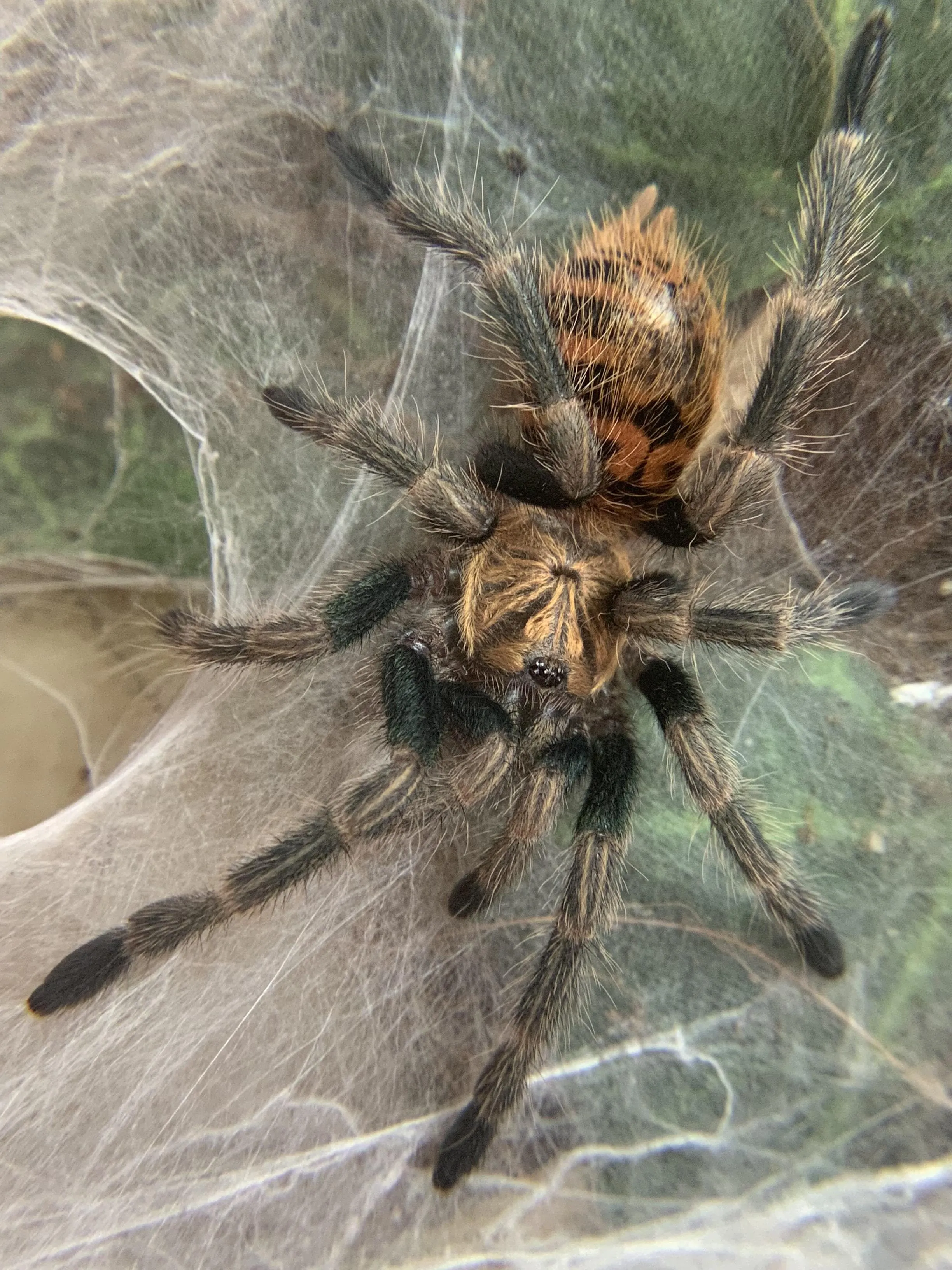 20880 injured tarantula