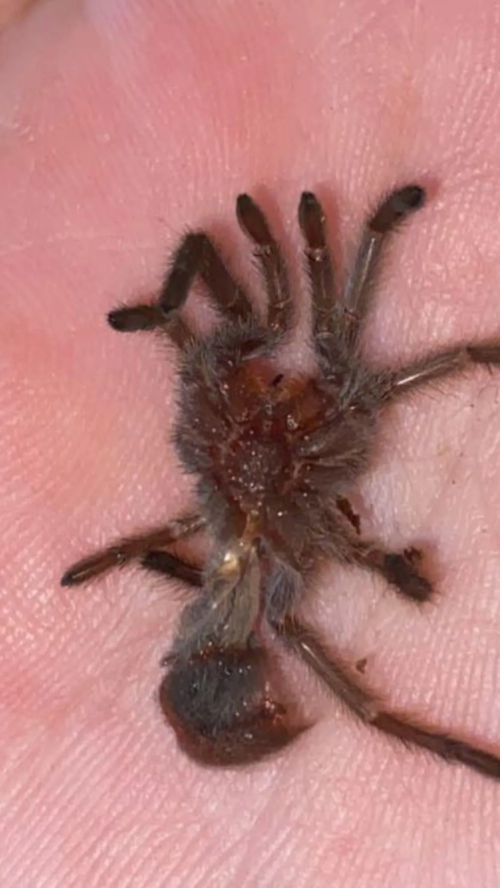 20880 tarantula dehydration
