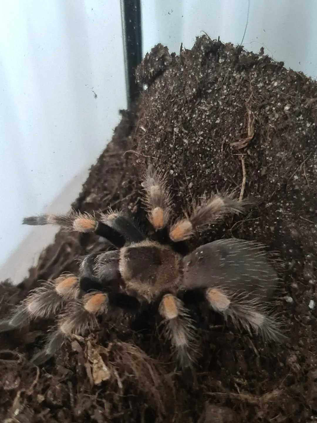 20880 tarantula habitat