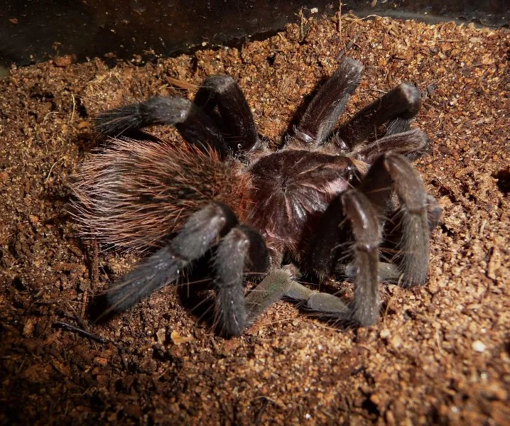 20880 tarantula molt