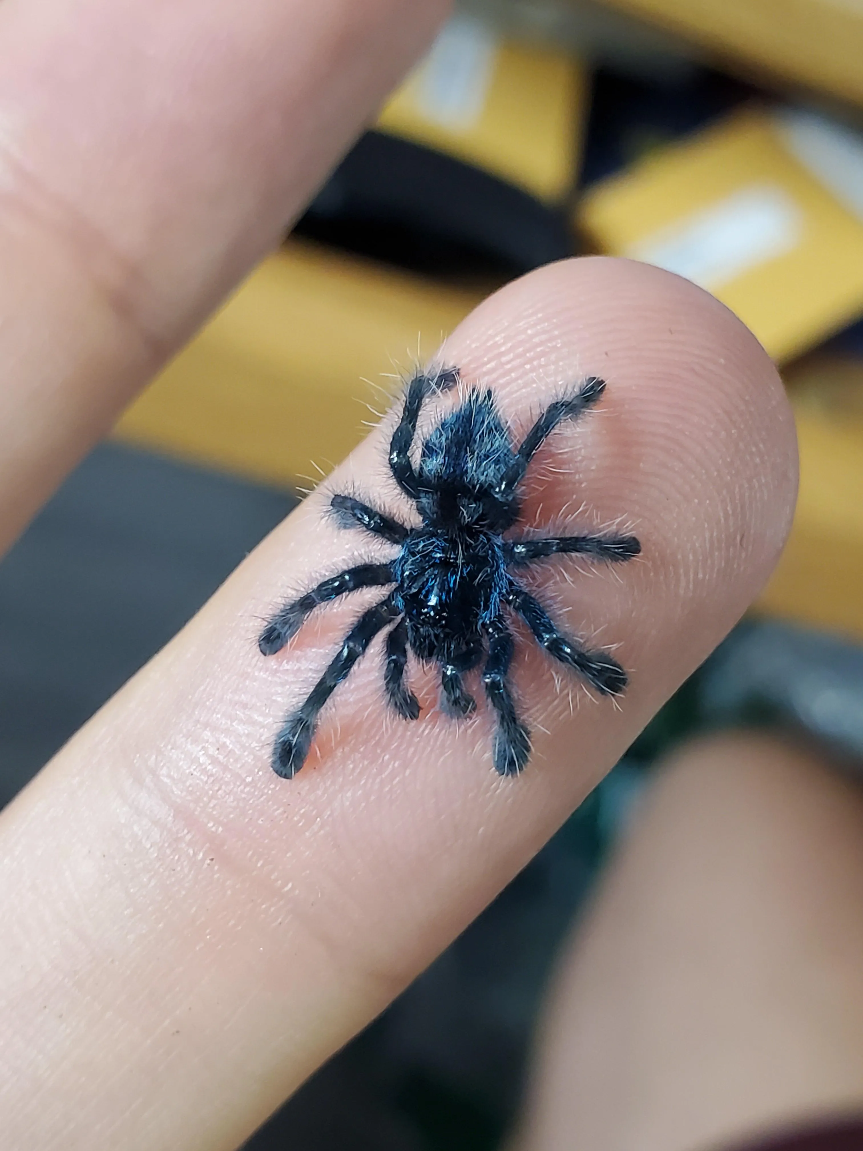 20880 tarantula water