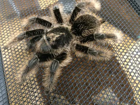 20881 curly hair tarantula feeding