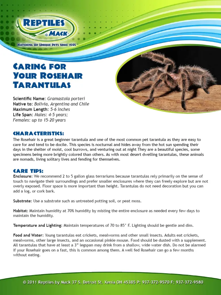 20881 curly hair tarantula handling