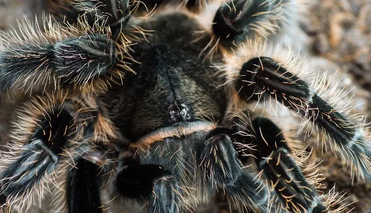 /img/20881-curly-hair-tarantula-health.webp
