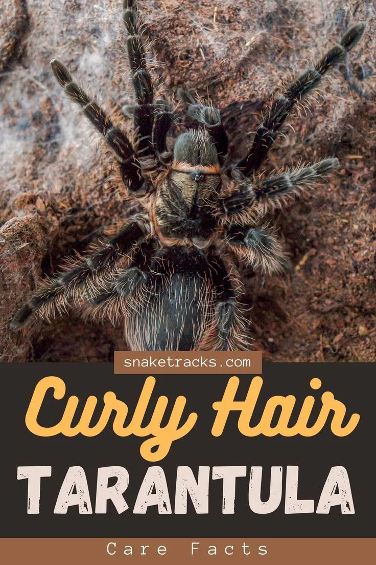 20881 curly hair tarantula molting