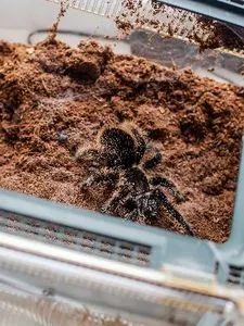20881 curly hair tarantula temperature