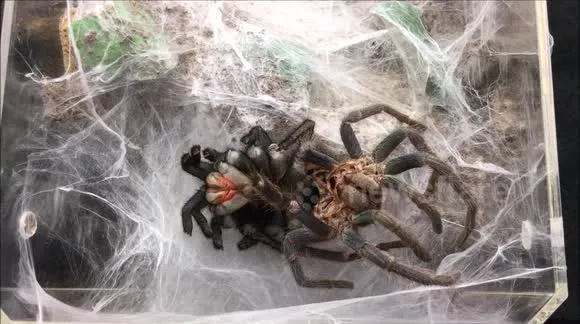 20883 tarantula molting process