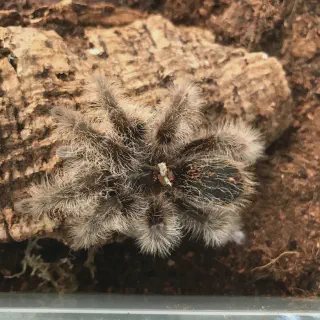 /img/20883-tarantula-skin-creative-uses.webp