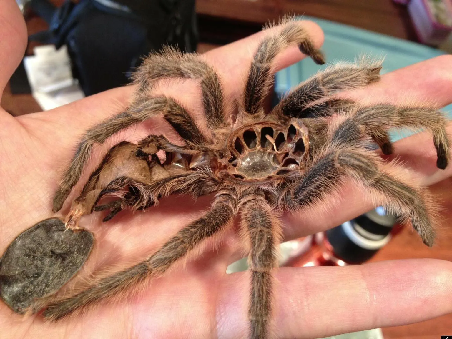 20883 tarantula skin market