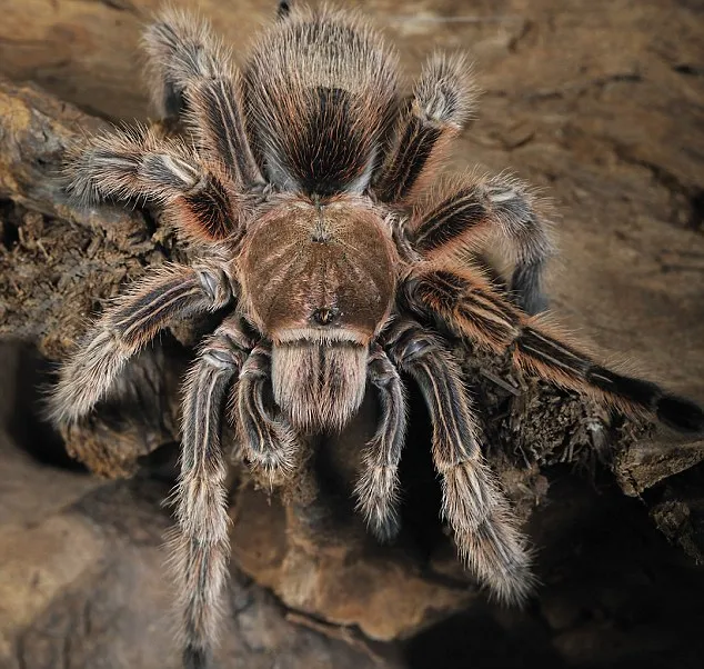 20883 tarantula skin preservation