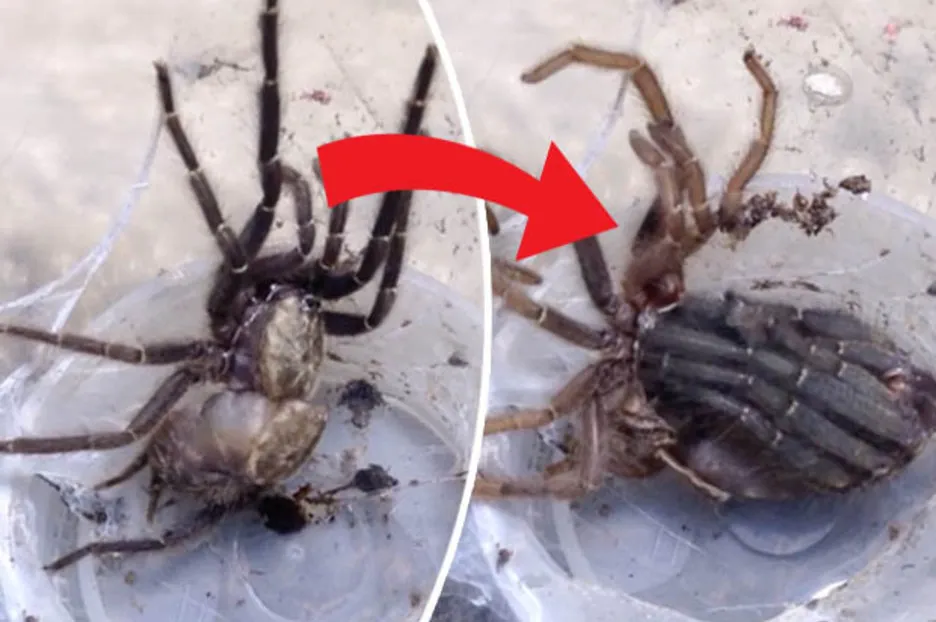 20883 tarantula skin quality