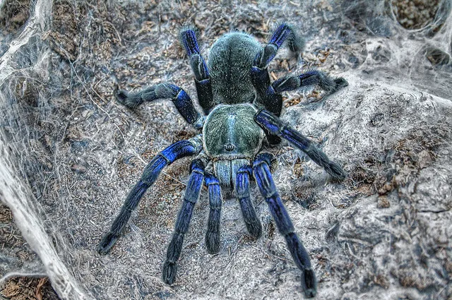 /img/20885-australian-wildlife-regulation.webp