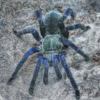 /img/20885-australian-wildlife-regulation.webp