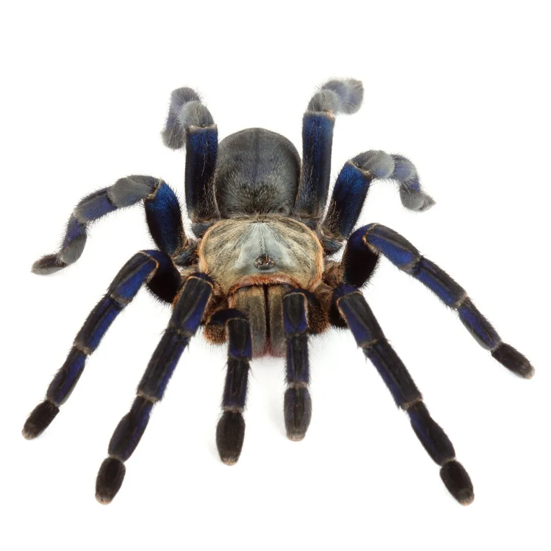 20885 cobalt blue tarantula close up