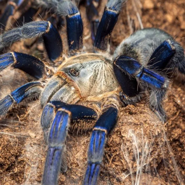 20885 cobalt blue tarantula enclosure