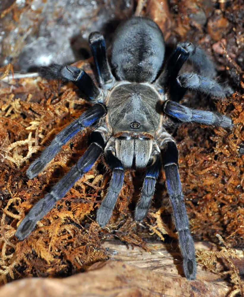 20885 cobalt blue tarantula feeding