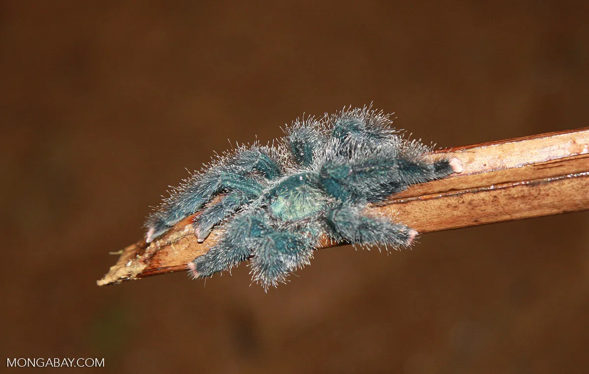 20885 cobalt blue tarantula handling
