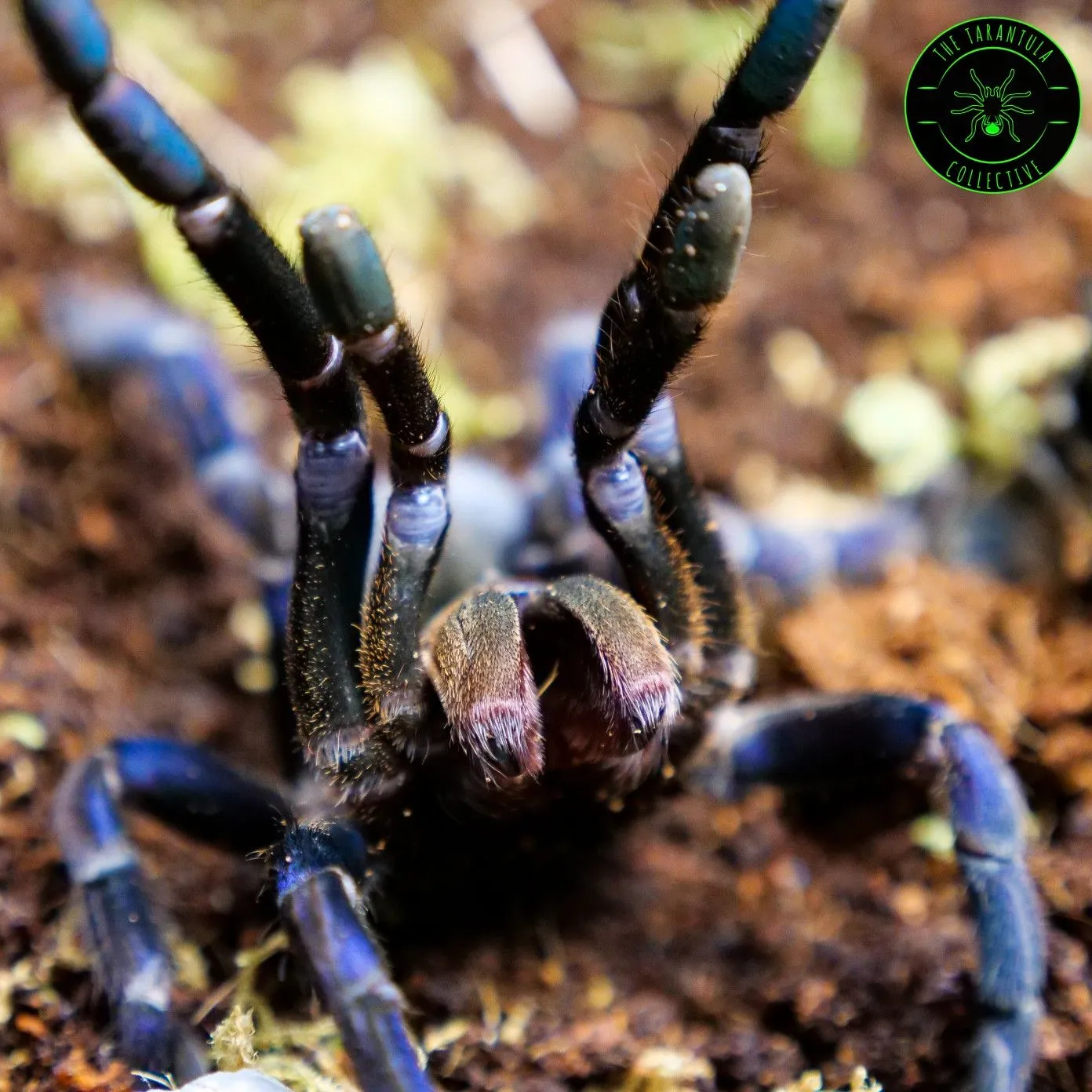 20885 cobalt blue tarantula in habitat
