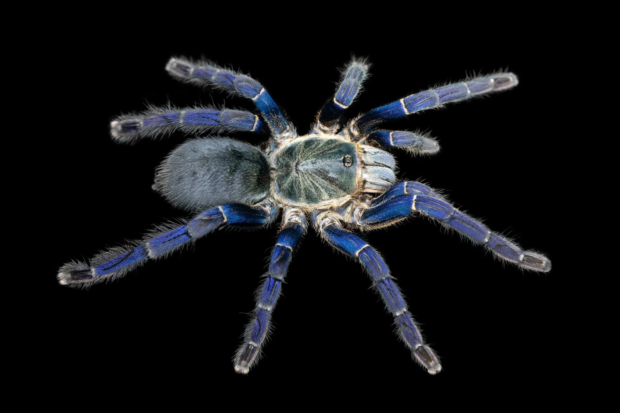 20885 cobalt blue tarantula molting