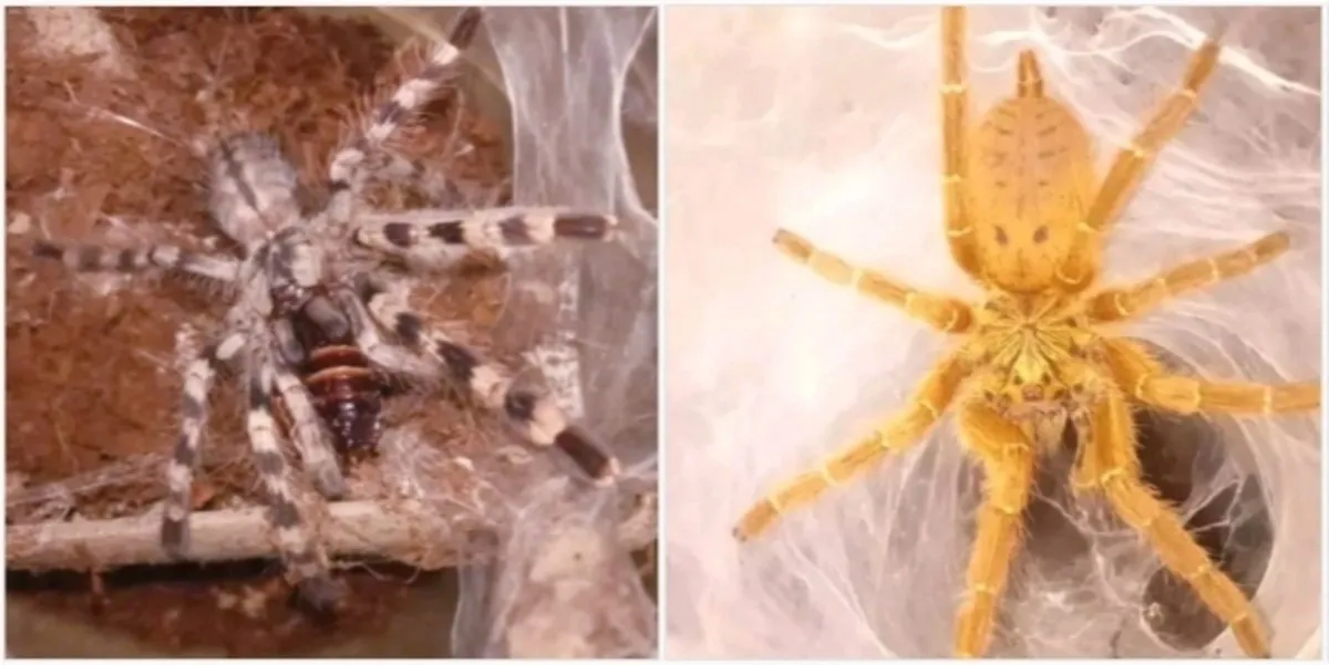 20887 famous tarantula
