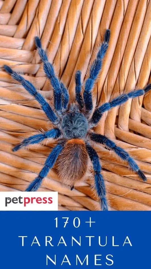 20887 mythological tarantula