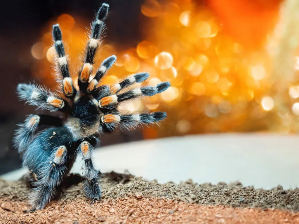 20887 nature inspired tarantula