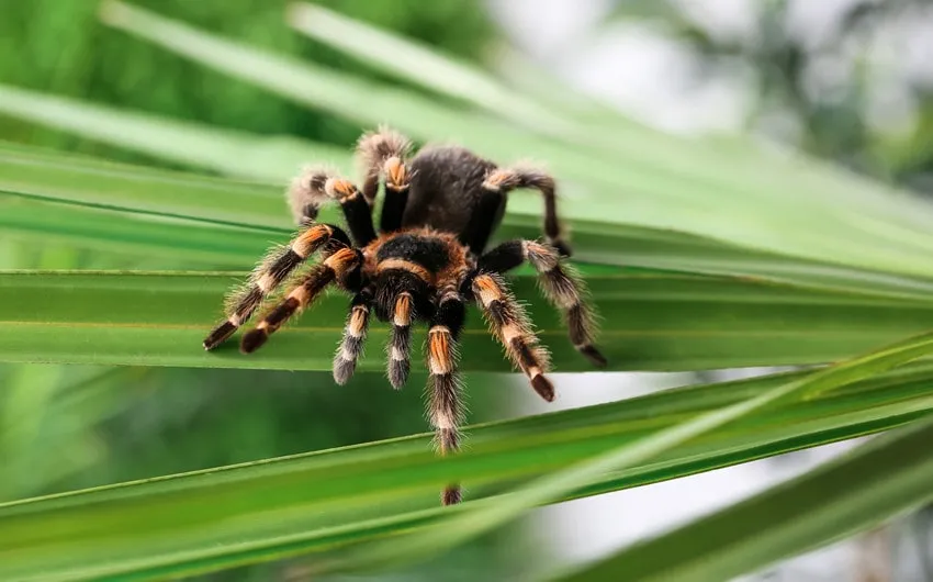 20887 personality tarantula