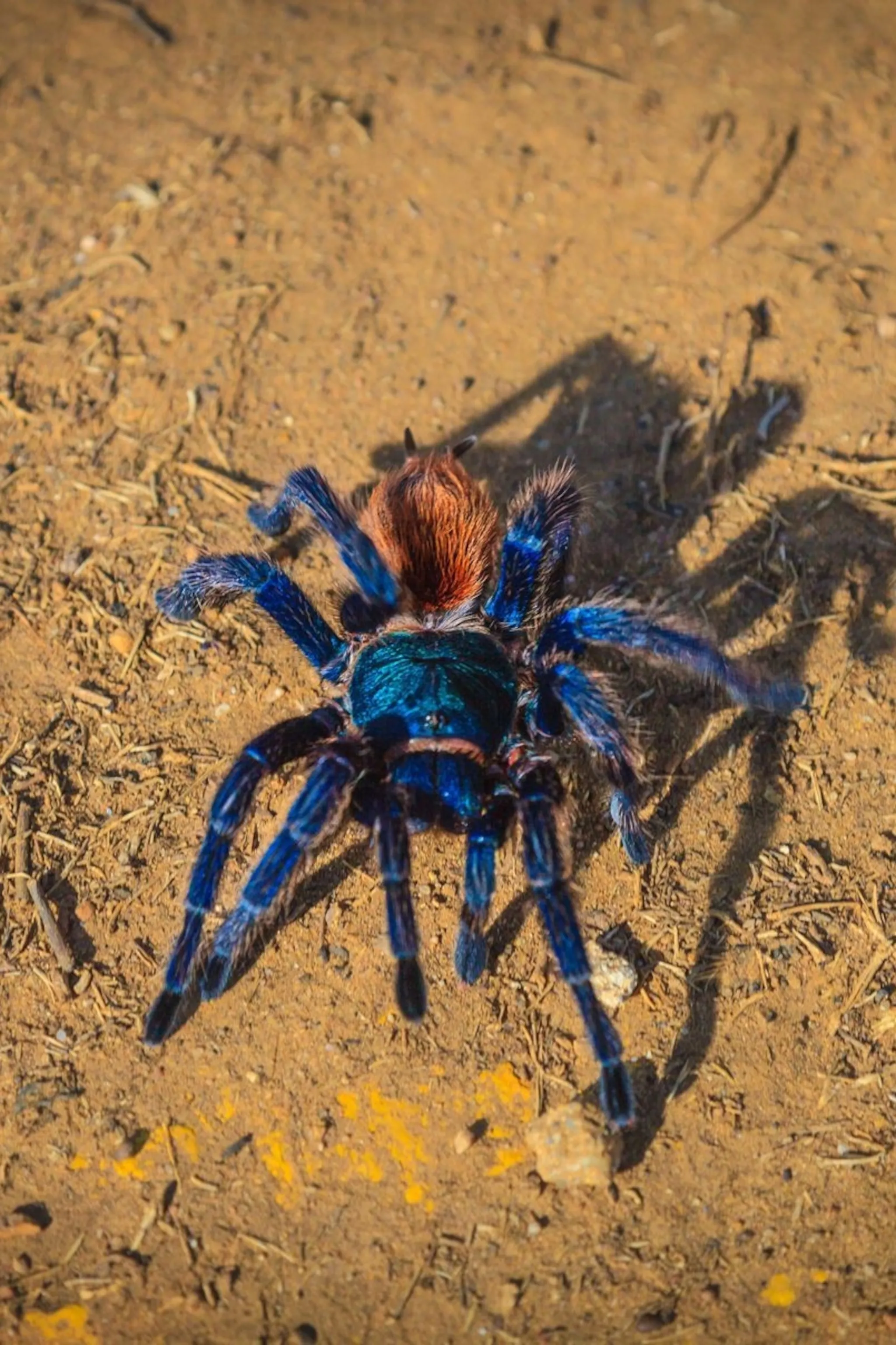 20887 research tarantula