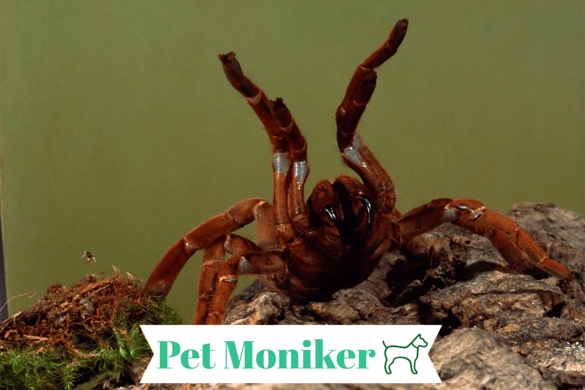 /img/20887-tarantula-name-choice.webp
