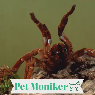 /img/20887-tarantula-name-choice.webp