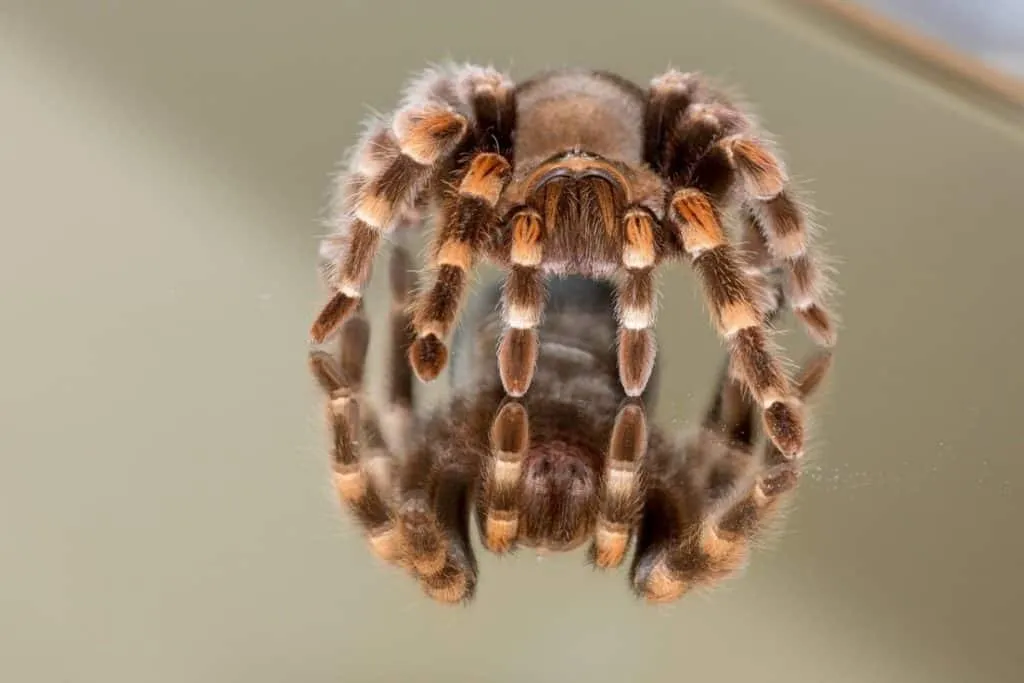 20887 tarantula species