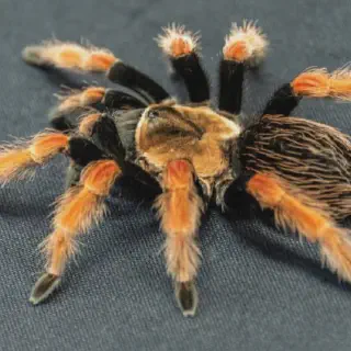 /img/20888-tarantula-molting.webp