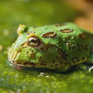 /img/20889-pacman-frog-winner.webp