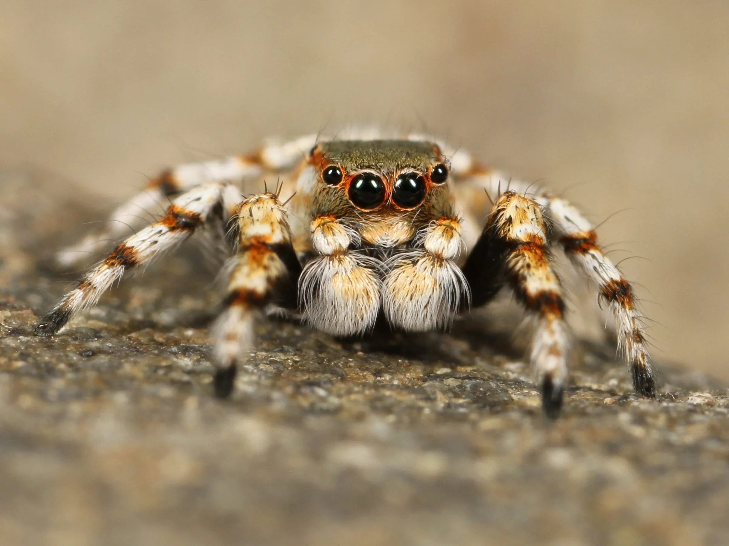 20891 jumping tarantula overview