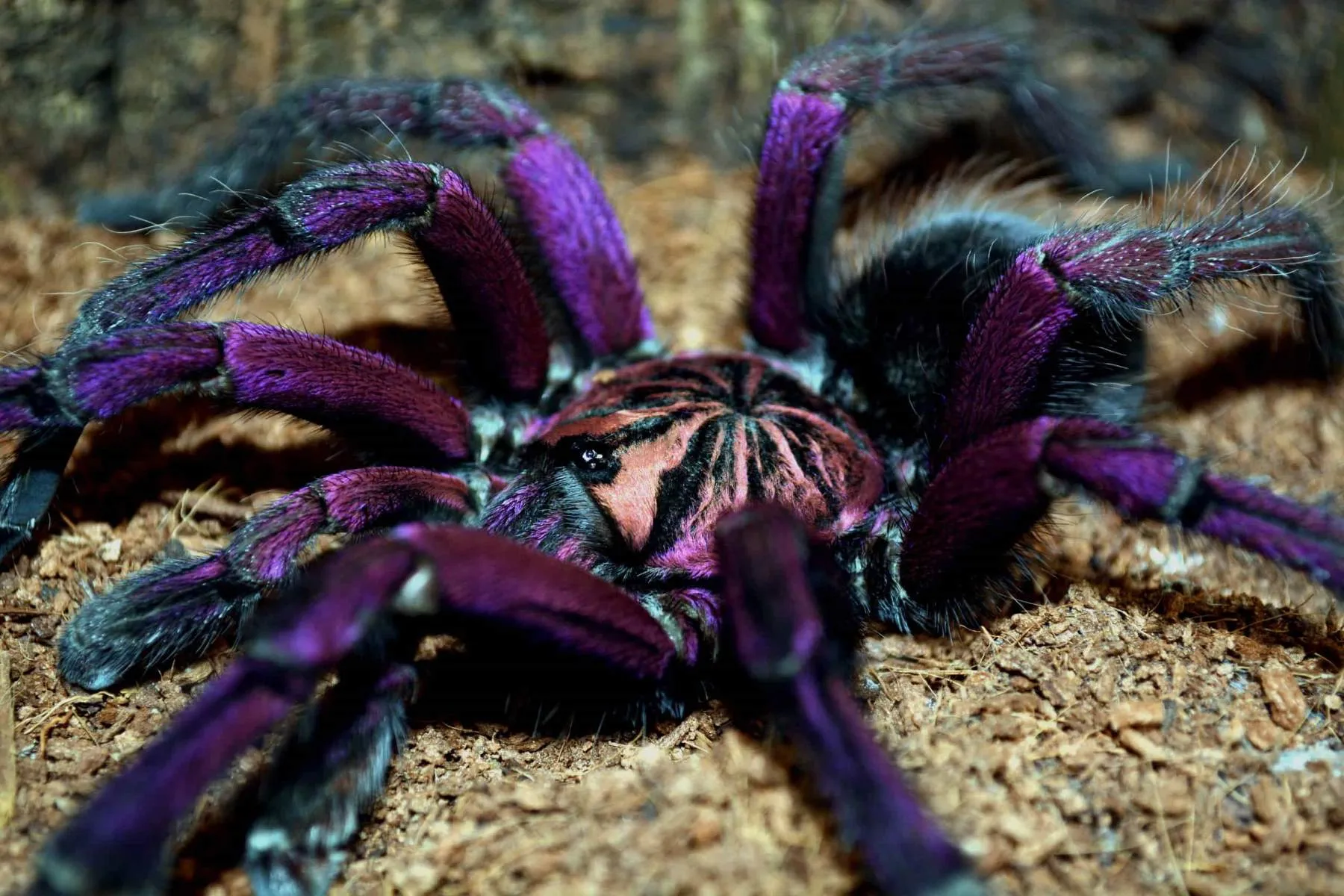 20891 jumping tarantula species