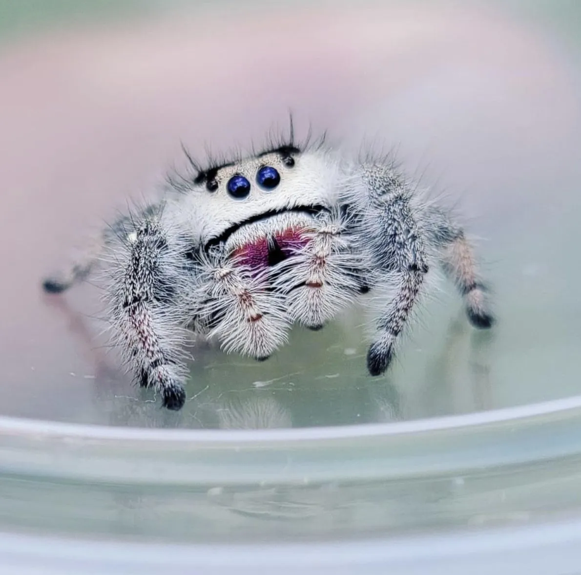 20891 tarantula hunting