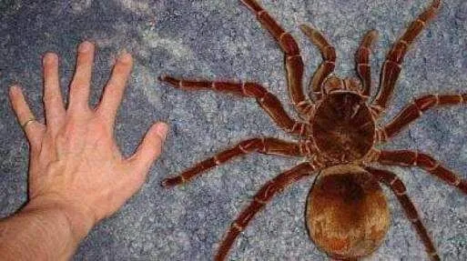 /img/20892-australian-tarantula-conservation.webp