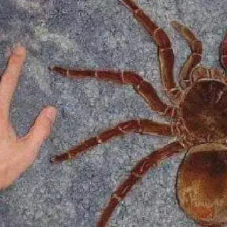 /img/20892-australian-tarantula-conservation.webp