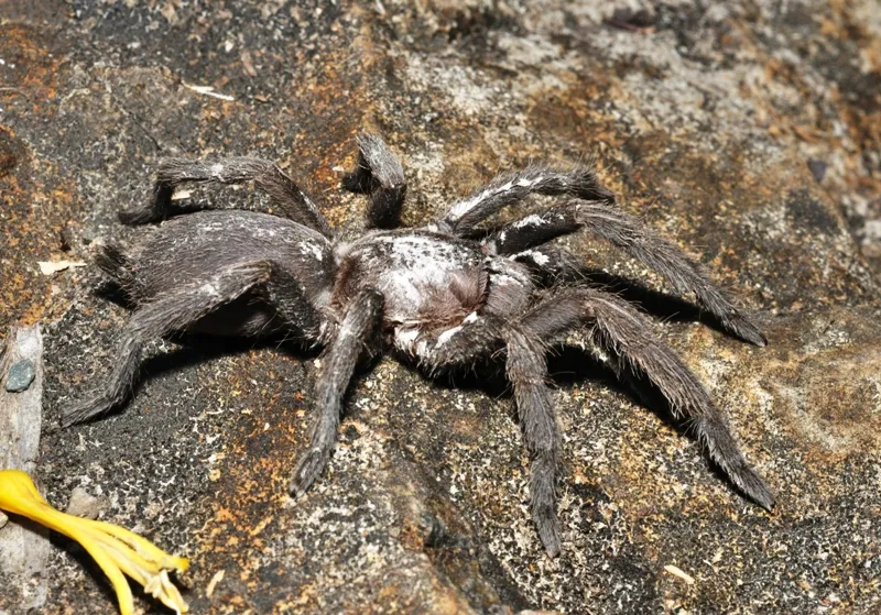 20892 tarantula mating