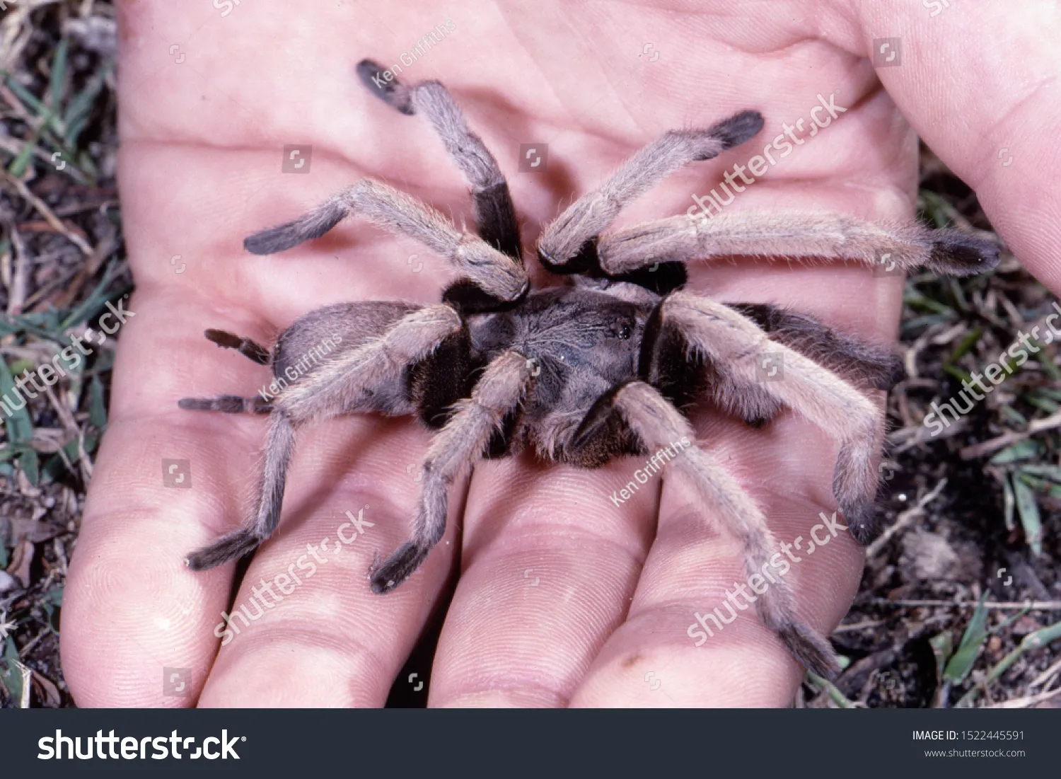 20892 whistling spider diet