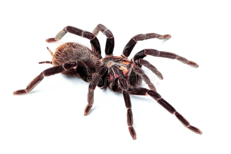 20892 whistling spider sound