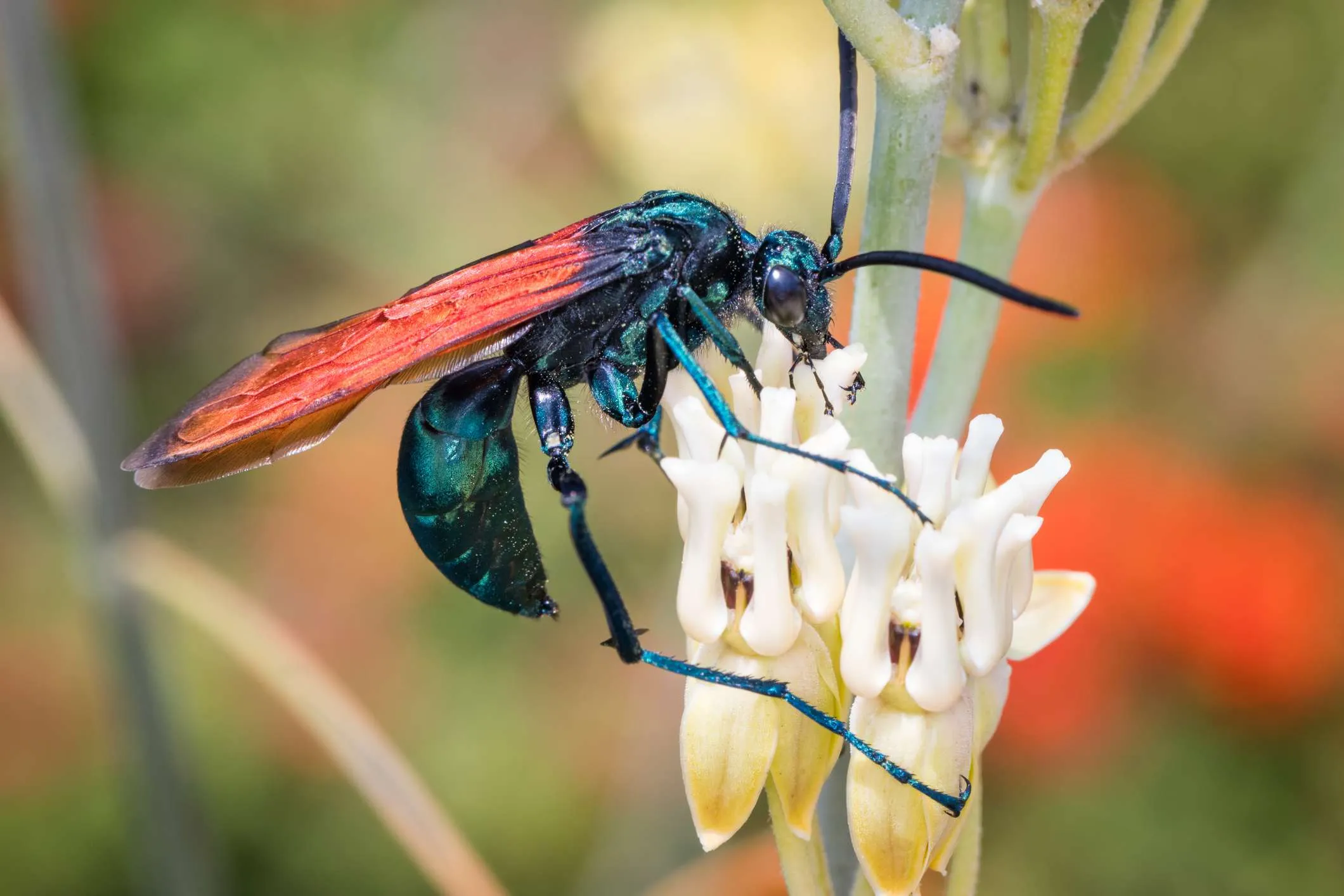 20893 wasp anatomy