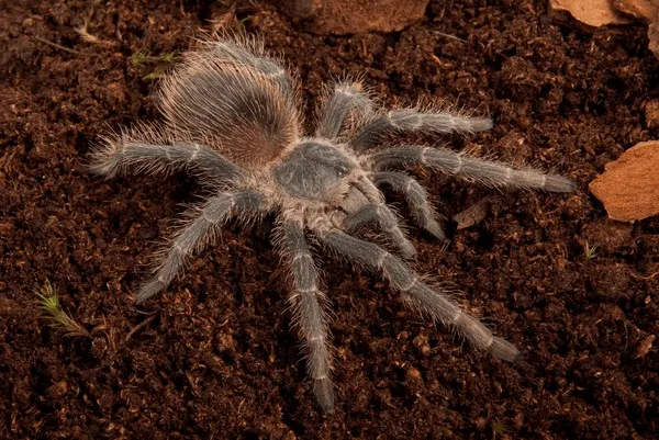 20895 bahia gray birdeater enclosure