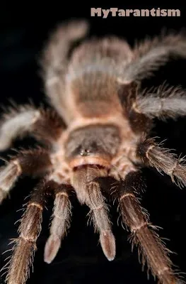 20895 bahia gray birdeater feeding