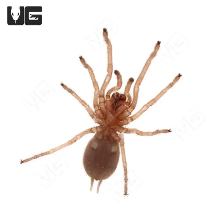 20895 bahia gray birdeater handling