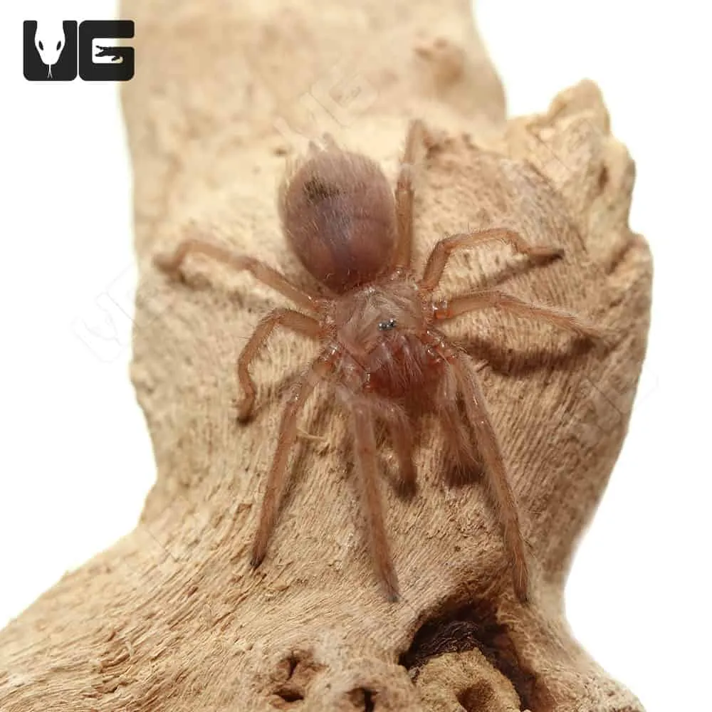 /img/20895-bahia-gray-birdeater-mature.webp